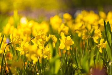 Blooming yellow daffodils flowers with blurred green grass and trees landscape. Sunny spring nature closeup, artistic romantic floral outdoor park. Dreamy nature, seasonal sunny blooming blossoms