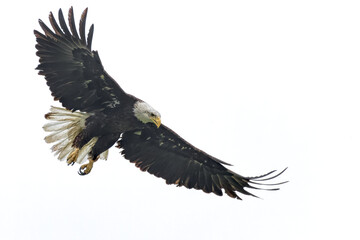 Bald eagle at White Rock Lake, Dallas, Texas