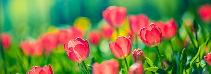 Fototapeta na wymiar Beautiful closeup bright pink tulips on blurred spring sunny background. Amazing romantic springtime flowers background, love romance panoramic concept. Mothers day banner colorful dream nature meadow