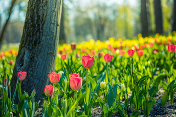 Fototapeta premium Beautiful colorful tulips on blurred spring park sunny background. Bright flowers closeup, love romance floral concept. Dreamy city park natural spring scene. Amazing nature sunny garden landscape