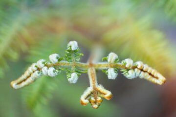 nature photograph showing a green background with unopened fern leaves spirally closed.