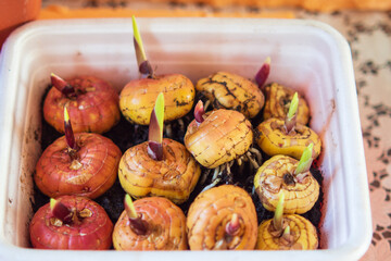 Planting bulbs of gladiolus flowers in spring, preparation for planting in the ground. Sprouted gladiolus bulbs in a container with soil. Bulbs of gladioli before planting. Spring floriculture