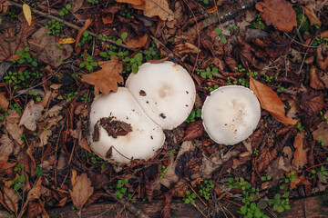 Champignon mushrooms growing in autumn leaves. Autumn forest nature, mushrooms picking, healthy organic food. Top view