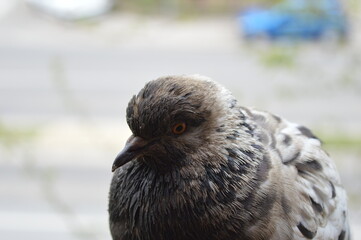 a pigeon sitting on the edge of a balcony above a city street