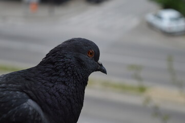 a pigeon sitting on the edge of a balcony above a city street