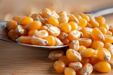 Macro photography, raw or uncooked corn on a spoon to make pop corn, horizontal side view.