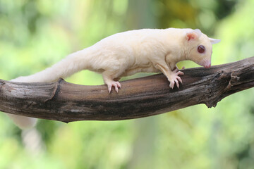 A young albino sugar glider eating a ripe banana on a tree. This mammal has the scientific name...
