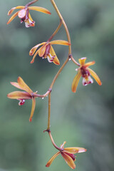 The beauty of the wild Cymbidium orchid in full bloom. This orchid has the scientific name...
