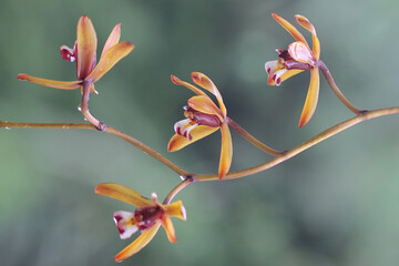 The beauty of the wild Cymbidium orchid in full bloom. This orchid has the scientific name...