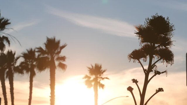 Colibri bird flying, violetear hummingbird, agave flower silhouette, century or sentry plant bloom, blossom or inflorescence. Sunset sky, flowering maguey and row of palm trees, California flora, USA.