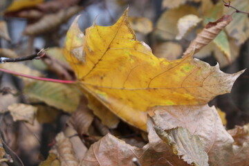 Natur