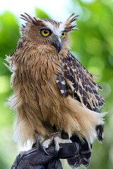 Portrait of owl