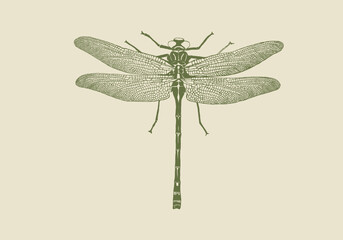 dragonfly illustration. hand draw sketch for print or wall art. Vector - obrazy, fototapety, plakaty