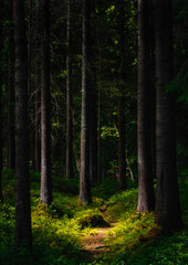 Fototapeta na wymiar pine woodland sunlight