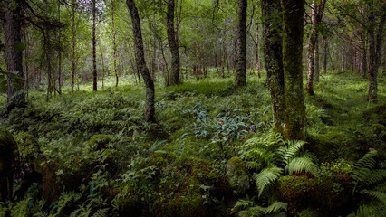 Green woodland