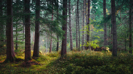 Fototapeta na wymiar Autumn woodland with sunlight