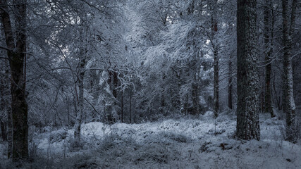 snow covered trees