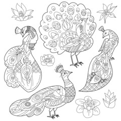 Two cute peacocks. Set. Doodle style, black and white background. Funny doves, coloring book pages. Hand drawn illustration in zentangle style for children and adults, tattoo.