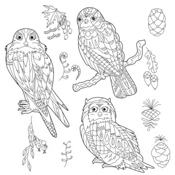Contour linear illustration for coloring book with decorative falkon. Beautiful predatory bird, anti stress picture. Line art design for adult or kids in zen-tangle style, tatoo and coloring page.