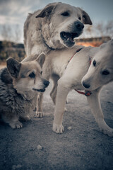 Obraz na płótnie Canvas cani che giocano