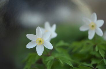 Wood anemone white flower on bokeh lights background, by Helios lens, shiny spring garden view, wild spring flowers.
