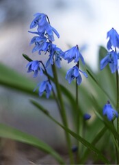 Scilla siberica blooming flowers on bokeh blur background, siberian squill blue flowers by Helios lens, picturesque effect on bokeh lights background.