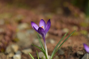 Purple crocus in spring garden, soft focus and bokeh by helios lens.