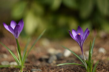 Purple crocuses in spring garden, soft focus and bokeh by helios lens.