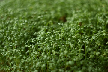 Naklejka premium Cuckooflowerby helios lens, soft focus and bokeh background, swirly bokeh, green spring background.