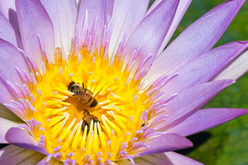 Bees inside Blue Purple Orchid Lily