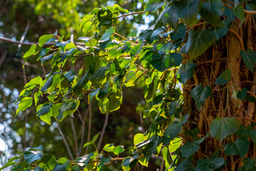 Ivy illuminated by sunlight on a tree trunk in spring, shallow depth of field, selective focus
