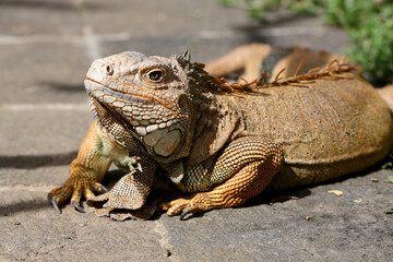 Green iguana, large lizard 