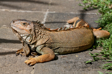 Green iguana, large lizard 