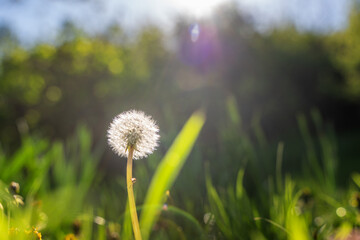 Beautiful white fluffy dandelion flower on a green meadow. summer spring background