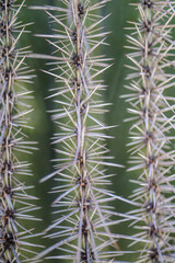 Cactus Close-Up Portrait