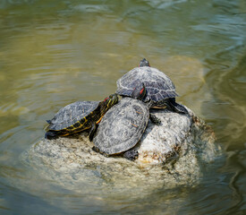 Obraz premium Turtle family is calming on the stone in small pond