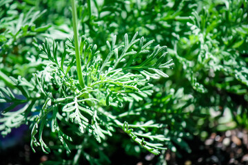 Lavender Sage, a variety of Lavender 