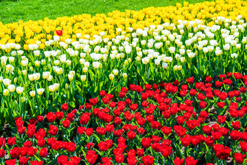 colorful tuip flowers in green garden. Emirgan tulip festival, İstanbul.
