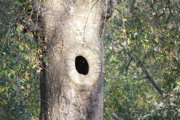 Hollow Oak Tree Trunk in Florida 
