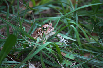Big Spotted Brown Toad in the grass 