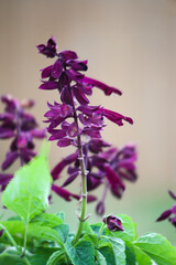 Fototapeta premium Saucy Purple Salvia flowering in spring 