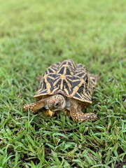 Indian star are very rare reptiles, these animals are also classified as ancient animals because they can be hundreds of years old. The tortoise, which can only live on land, can't live in water.