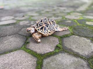 Indian star are very rare reptiles, these animals are also classified as ancient animals because they can be hundreds of years old. The tortoise, which can only live on land, can't live in water.