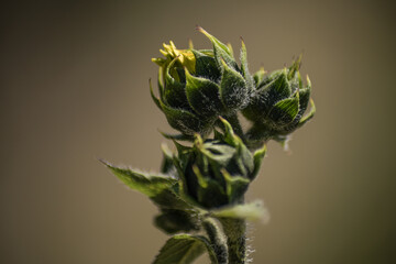 Flower Pre-Bloom