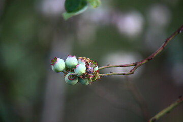 Blueberry plant blooming with morning dew 