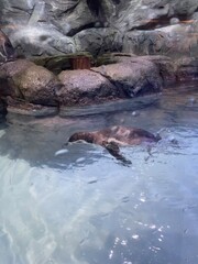 Various kinds of zoo animals housed in the mall aquarium. For show to animal lovers, including small children. Very cute cute animals.