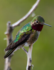 Ruby Throated Hummingbird on a Branch in Cherry Creek State Park