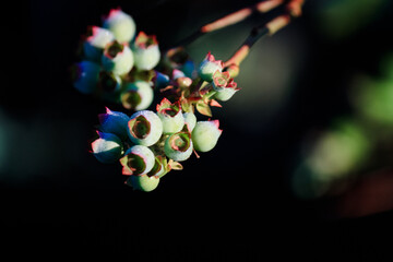 Blueberry plant blooming with morning dew 