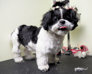 a white Shih tzu dog with black fur stands on a black grooming table after a haircut and bathing . pet care. dog grooming. front view