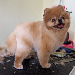 a short-cropped Pomeranian stands on a grooming table with wool. caring for the dog's fur. grooming. side view. cute face